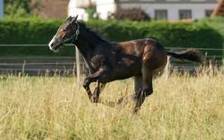 Quarter Horse Foal running