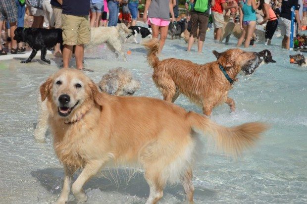 090114_CM-PoochPlunge1-1024x680