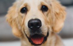 night-animal-dog-pet-medium