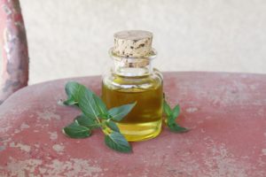sept-spider-peppermint-oil