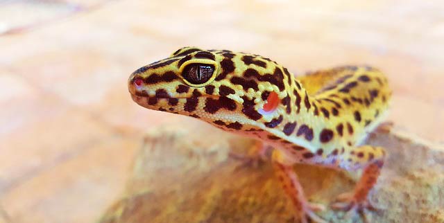 Pet Options for Loft and Condo Living