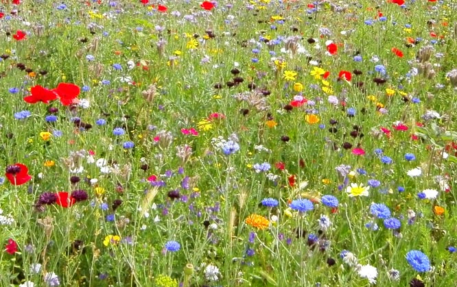 What to Do in Denver in May 2019